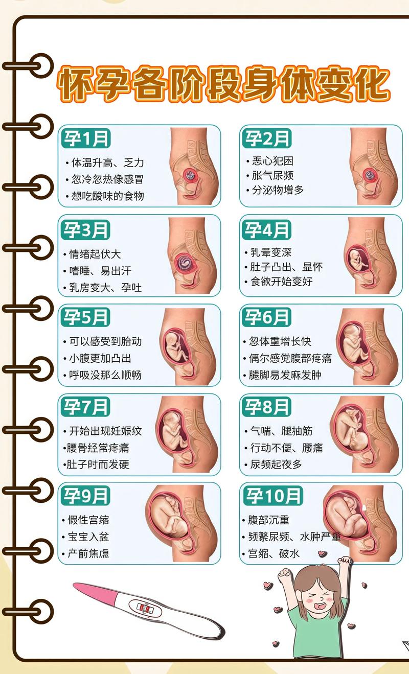 揭秘供卵代孕妈妈怀孕小腹分两节，孕期变化的奥秘马鞍山代生机构: